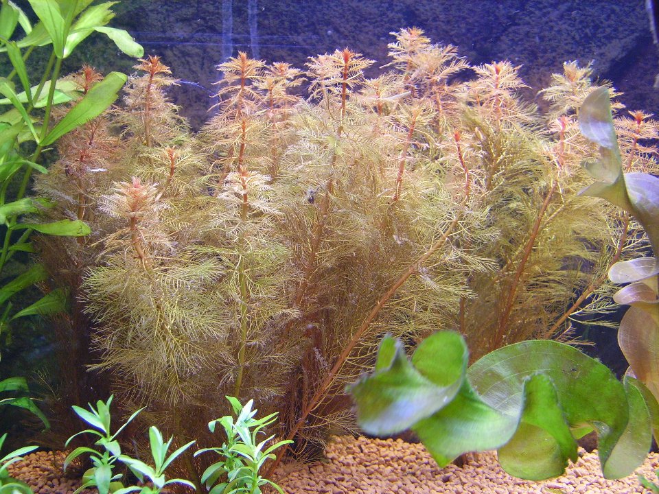 Myriophyllum mattogrossense Rot