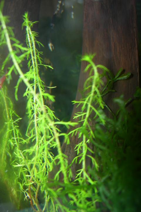 Myriophyllum Mezianum - 002