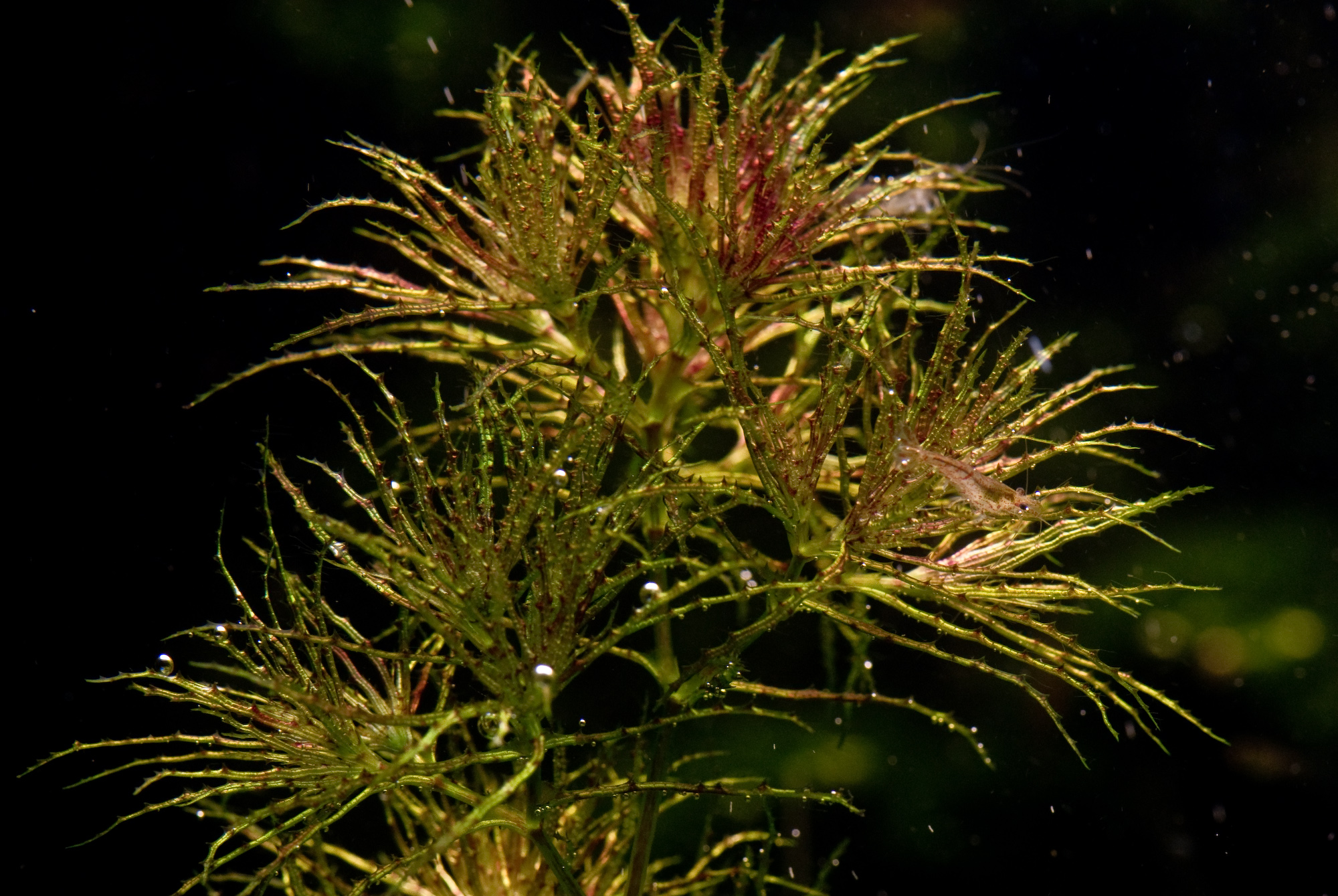 Najas sp from roraima 001