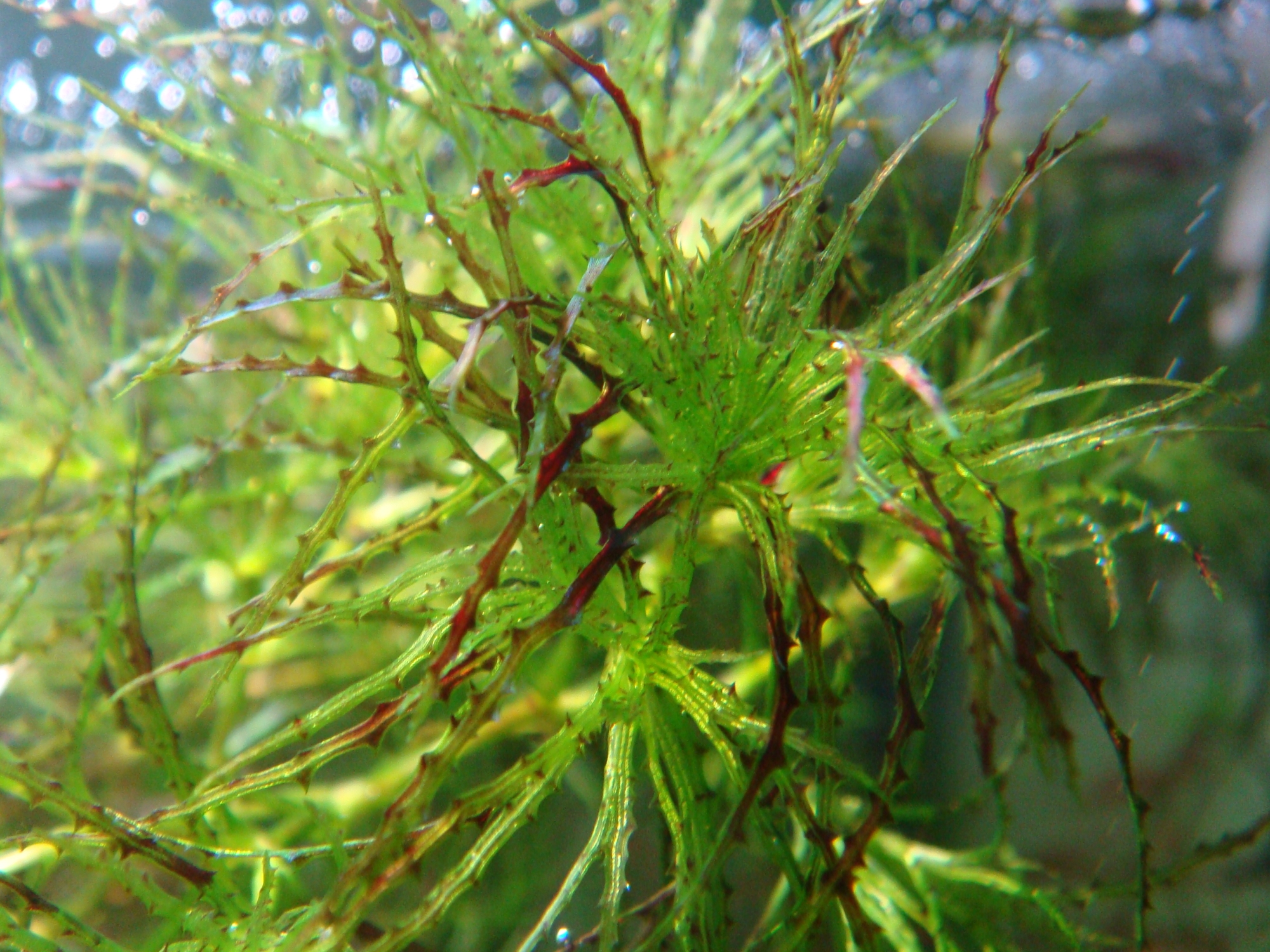 Najas sp. from Roraima