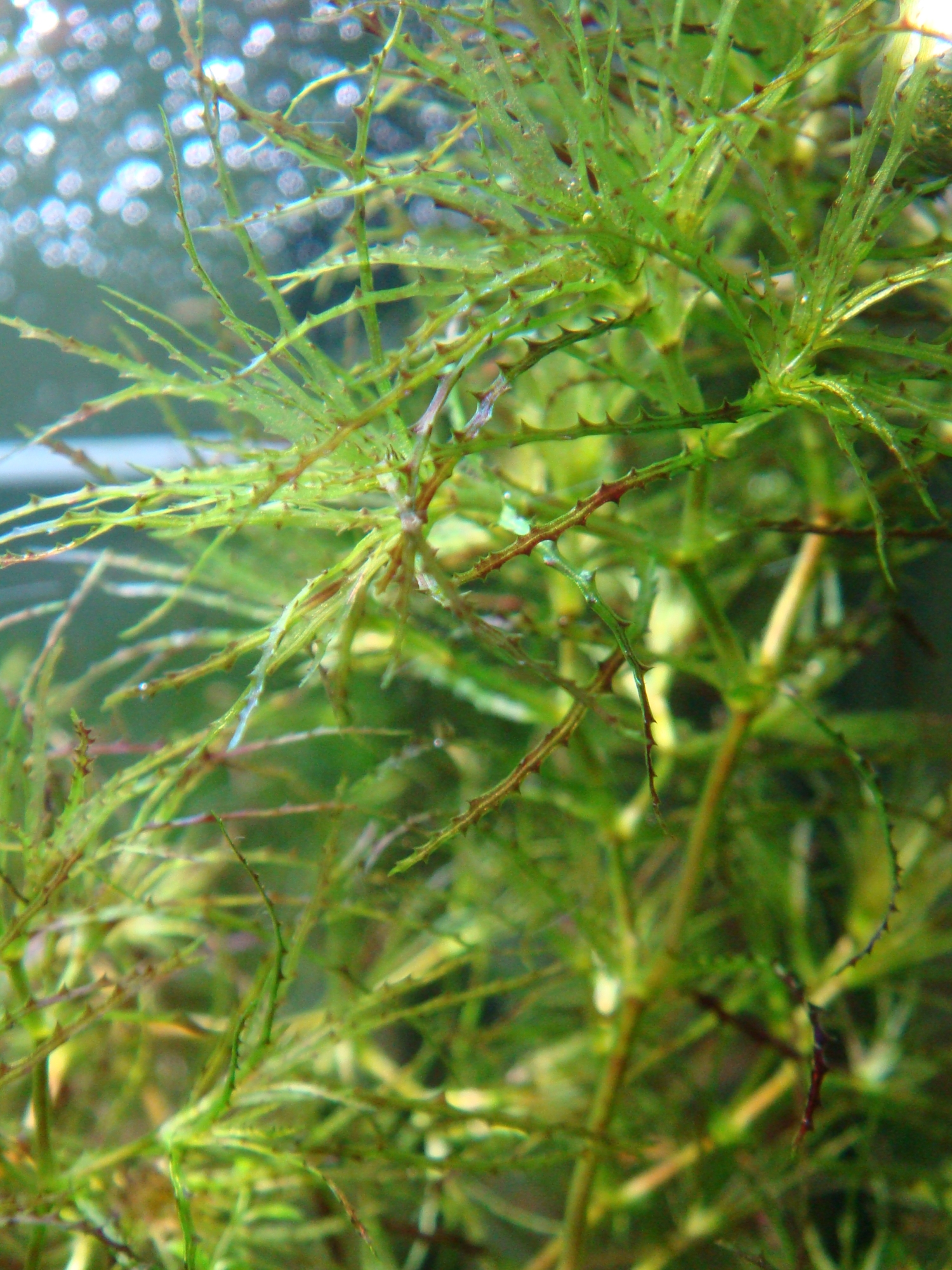 Najas sp. from Roraima