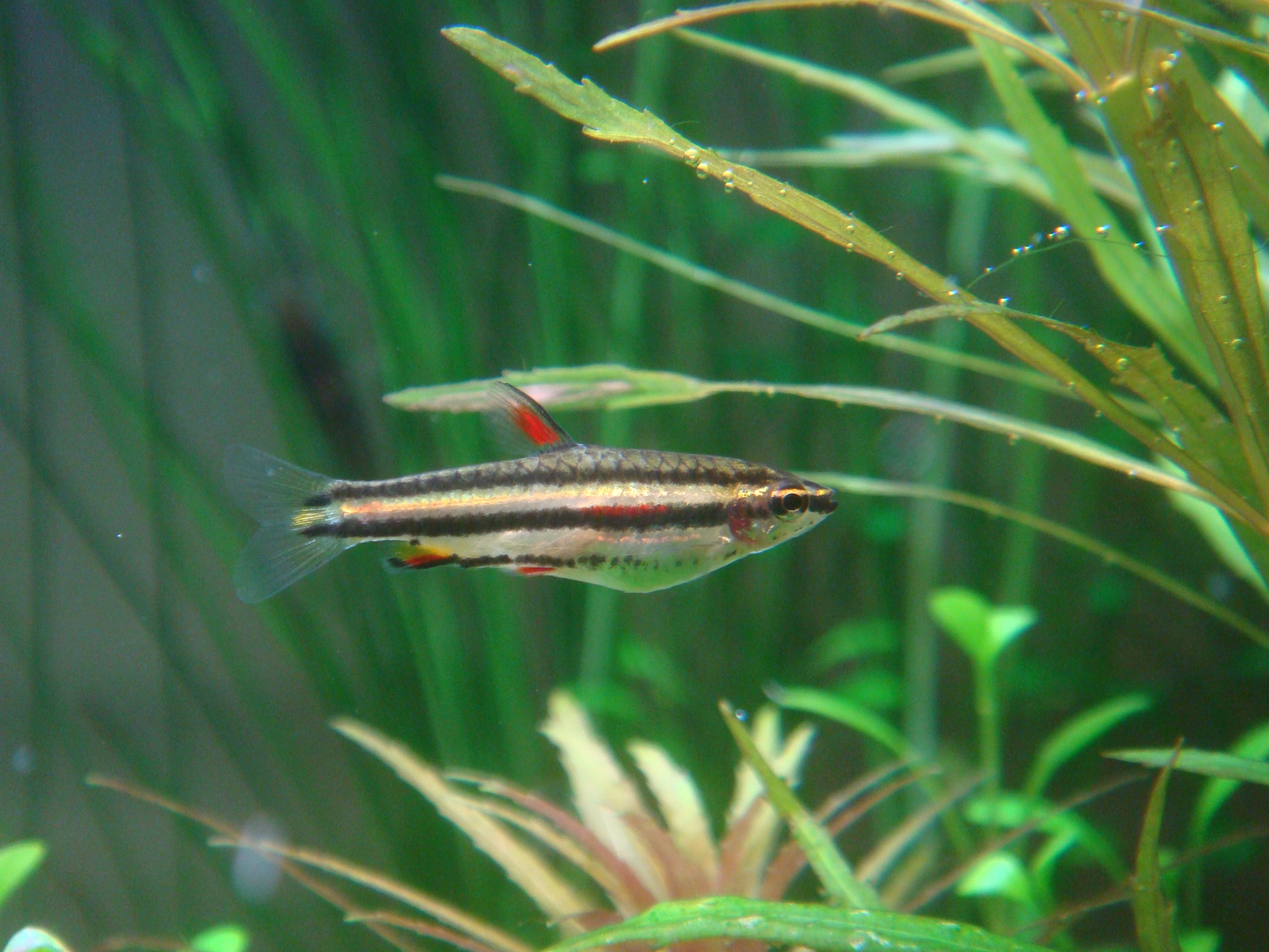 Nannostomus marginatus