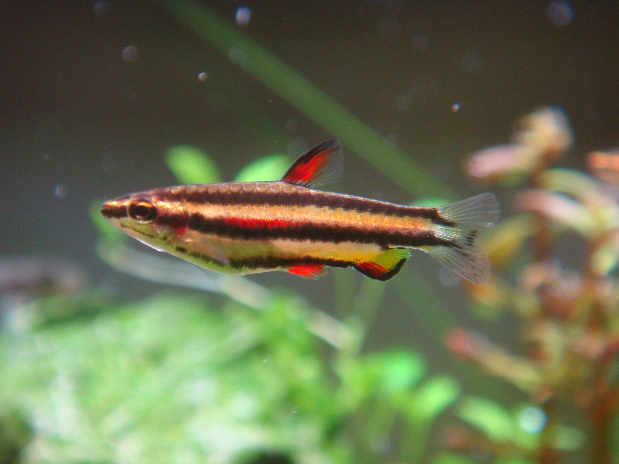 Nannostomus marginatus