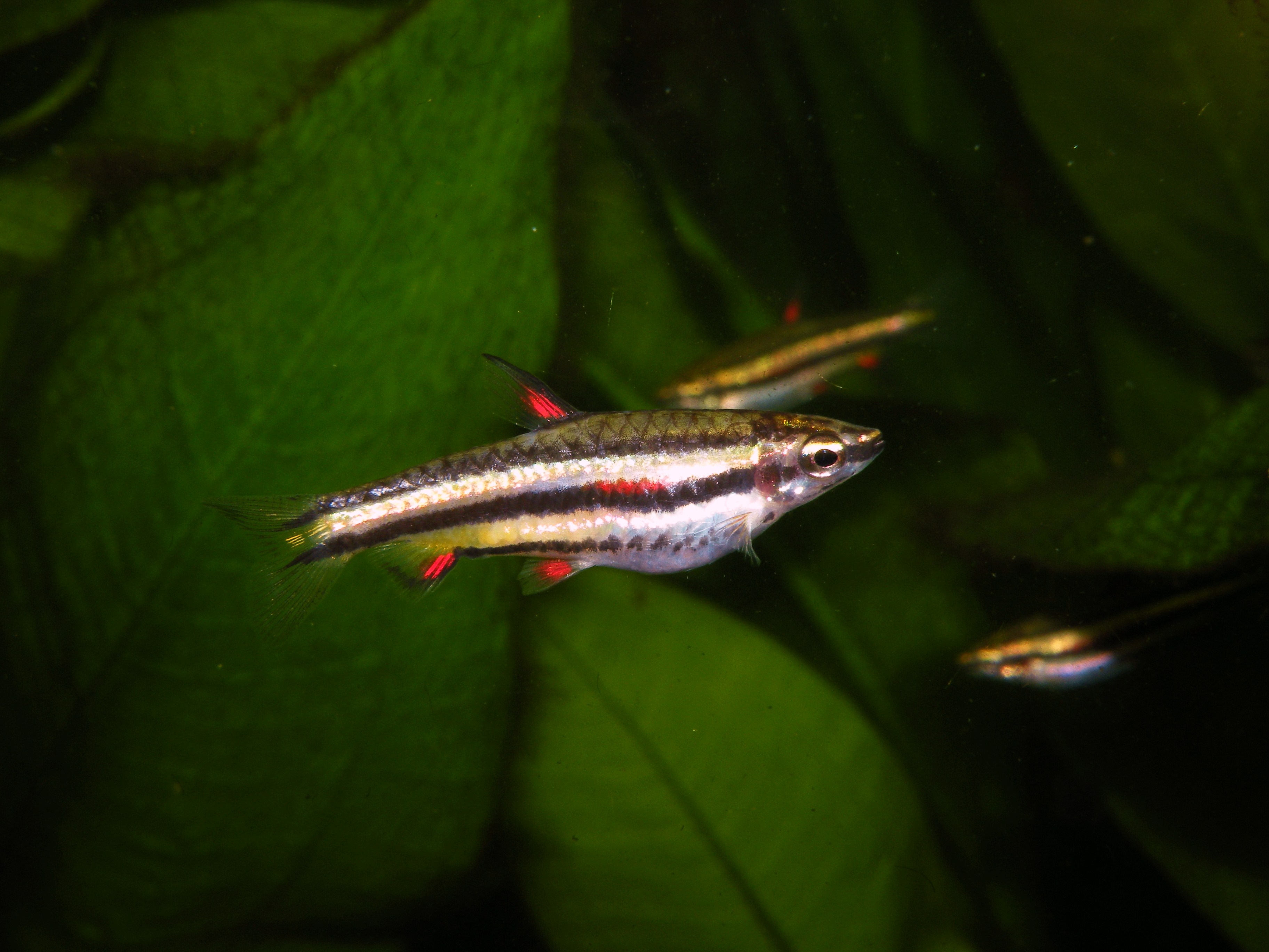 Nannostomus marginatus