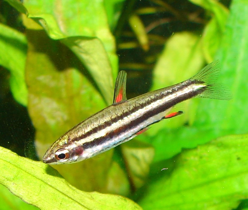 Nannostomus Marginatus