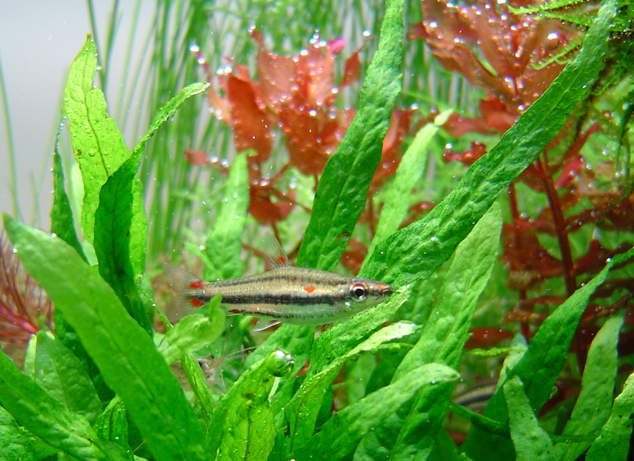 Nannostomus trifasciatus