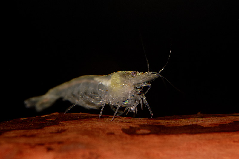 Neocaridina Cf. Zhangjiajiensis Sp. White Pearl