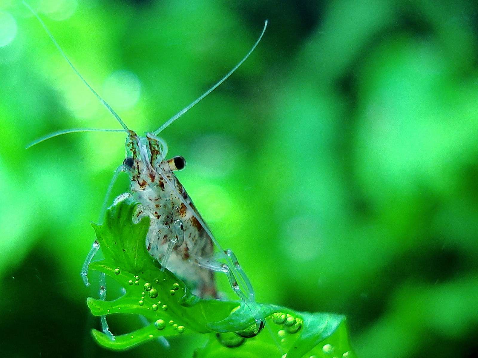 Neocaridina heteropoda var. red 1