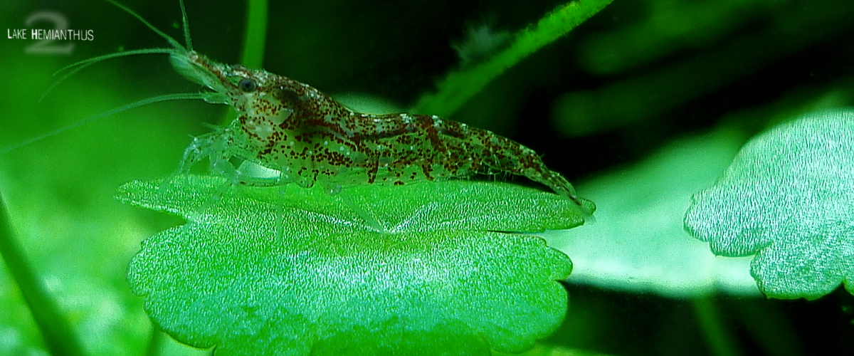 Neocaridina heteropoda var. red auf hydrocotyle sibthorpioides