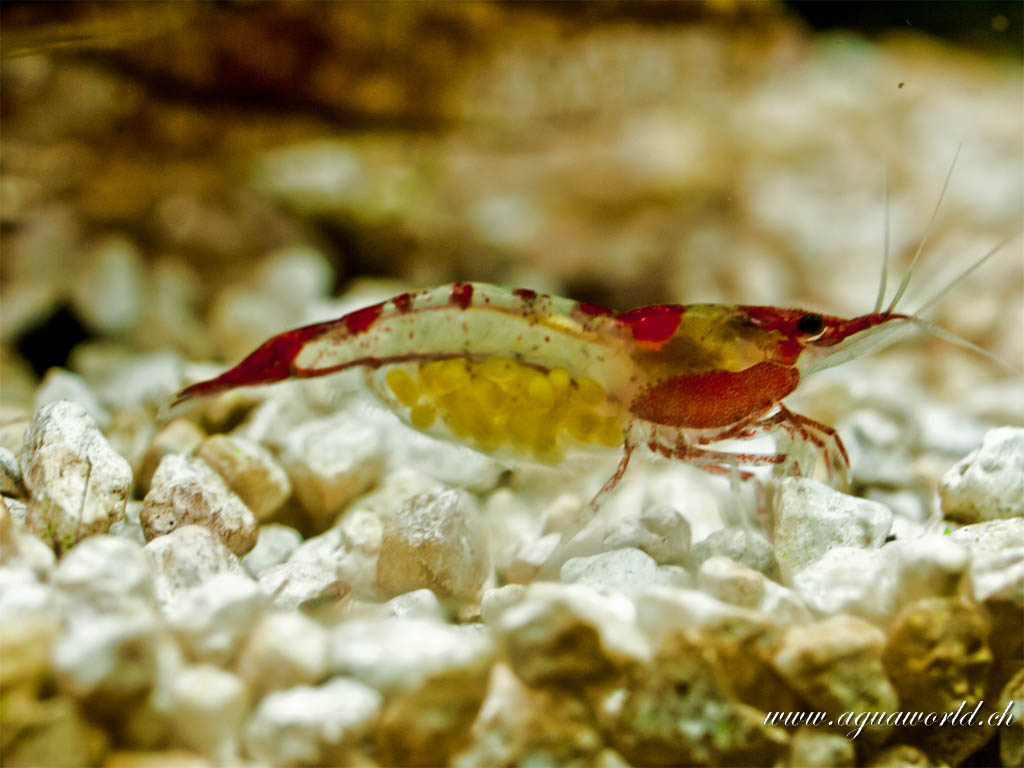 Neocaridina heteropoda var red rili 001