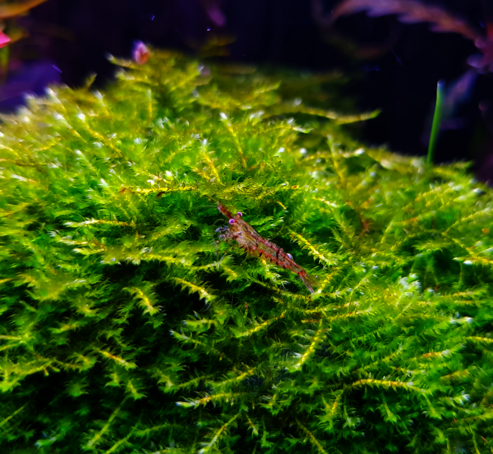 Neocaridina heteropoda var. Red