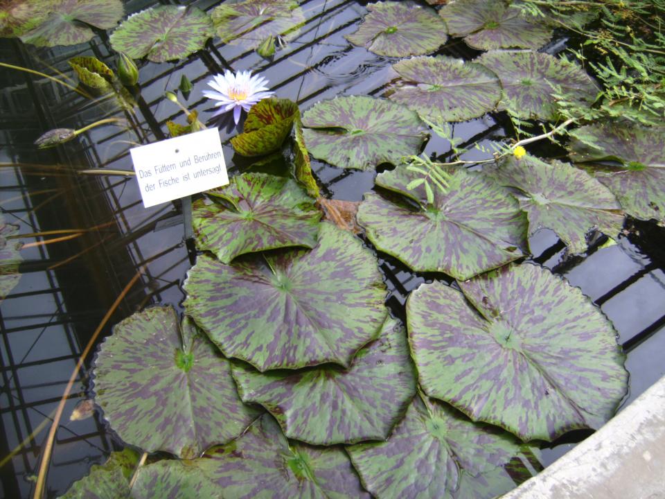 Nymphaea-hybride &quot;bagdad&quot;