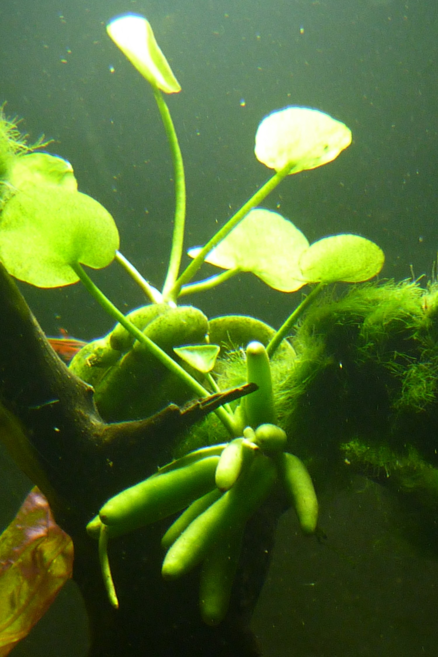 Nymphoides aquatica