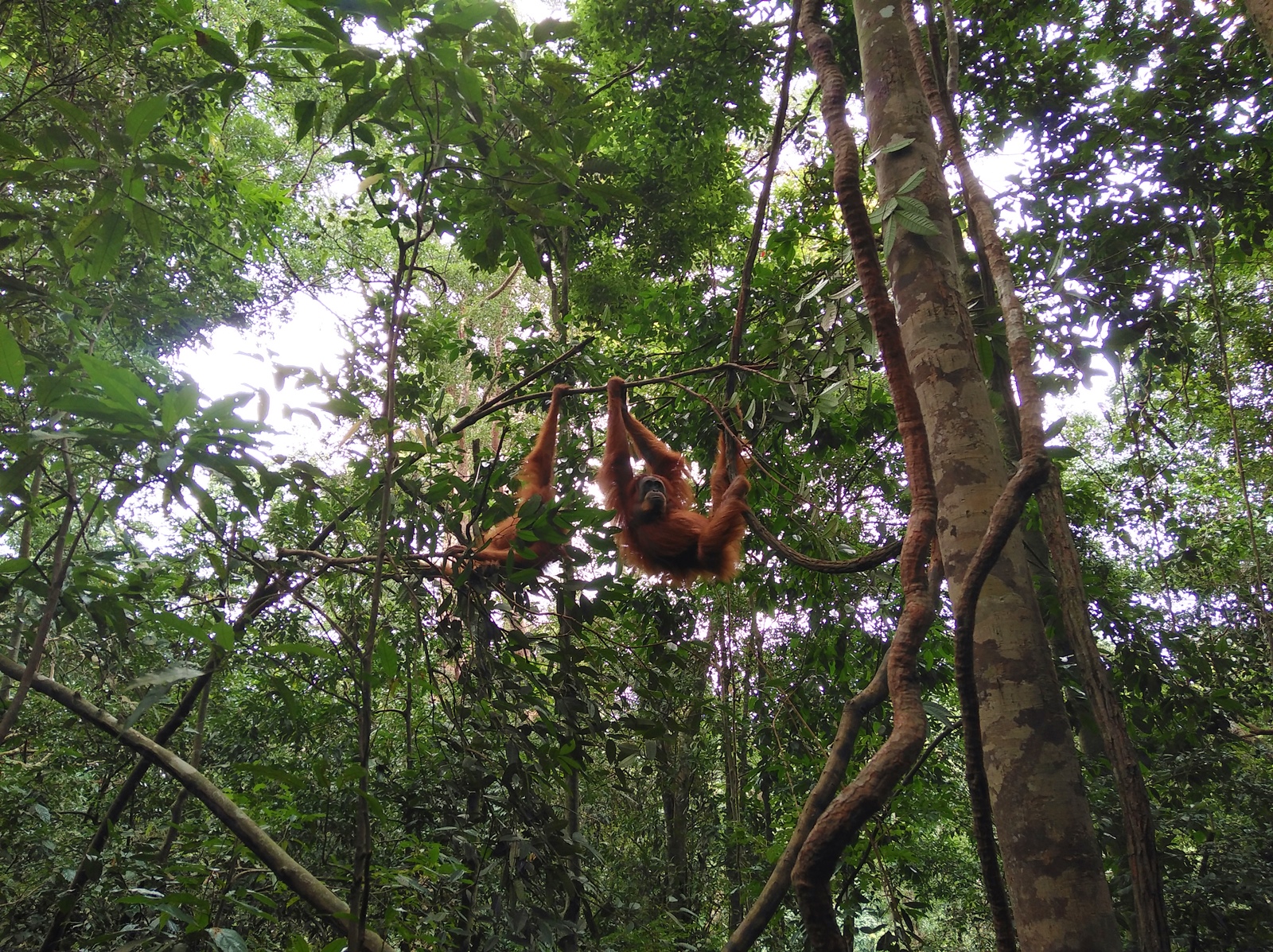 Orang Utan