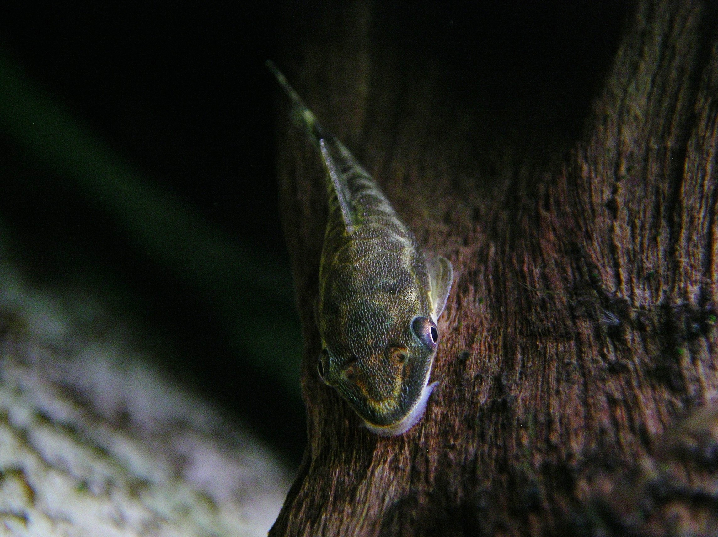 Otocinclus macrospilus (2)