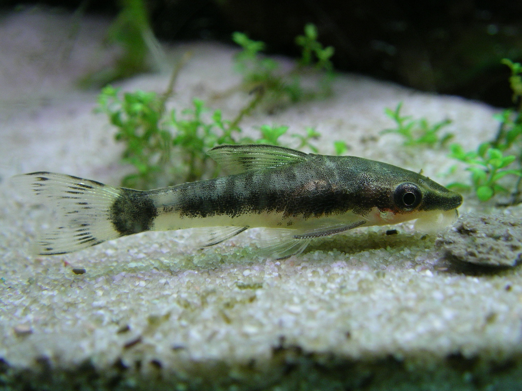 Otocinclus macrospilus (6)