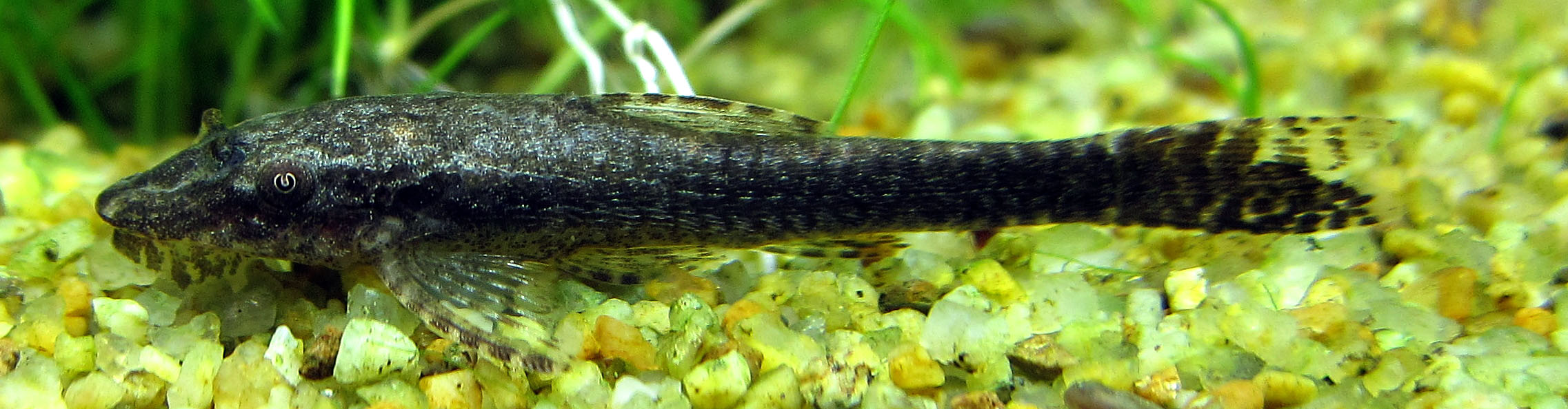 Otocinclus sp. 'Negros'