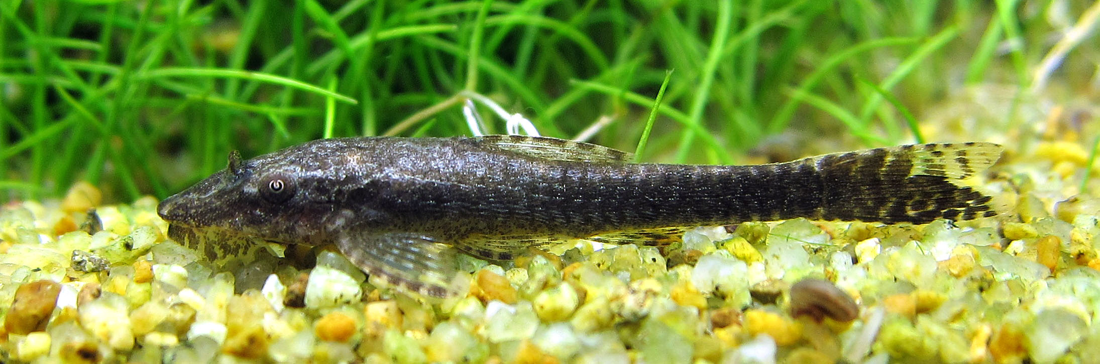 Otocinclus sp. 'Negros'