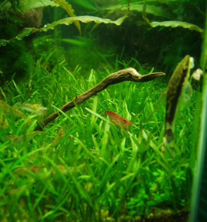 Otocinclus