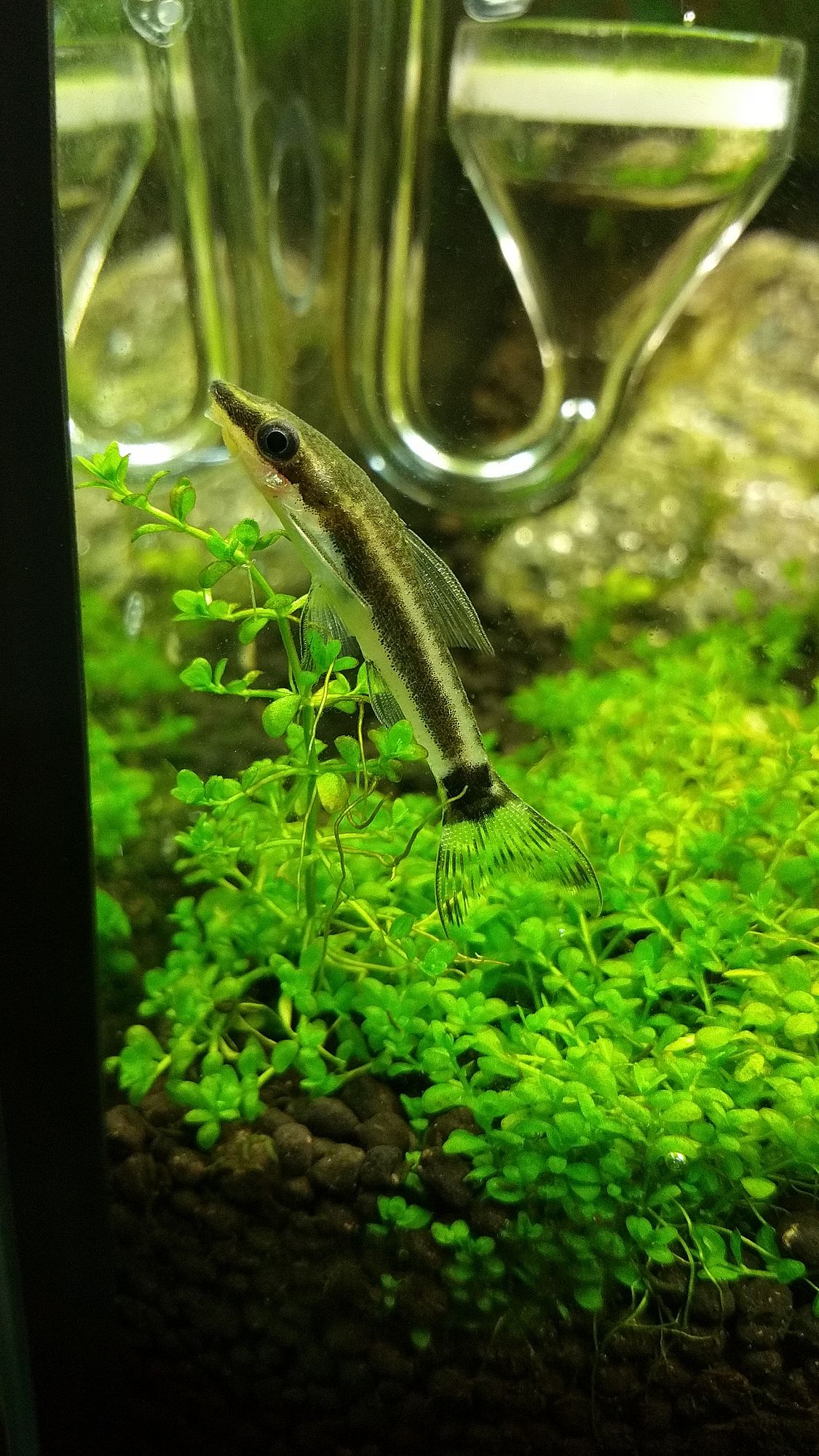 Otocinclus1