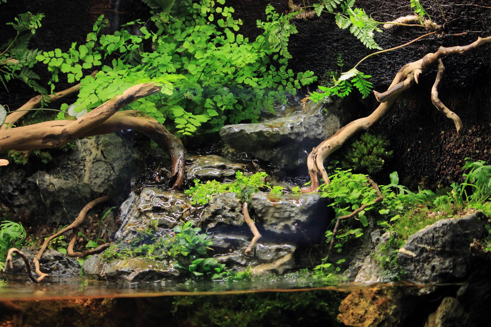 Paludarium 3