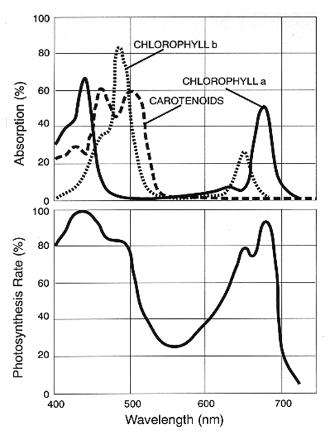 Par action spectrum