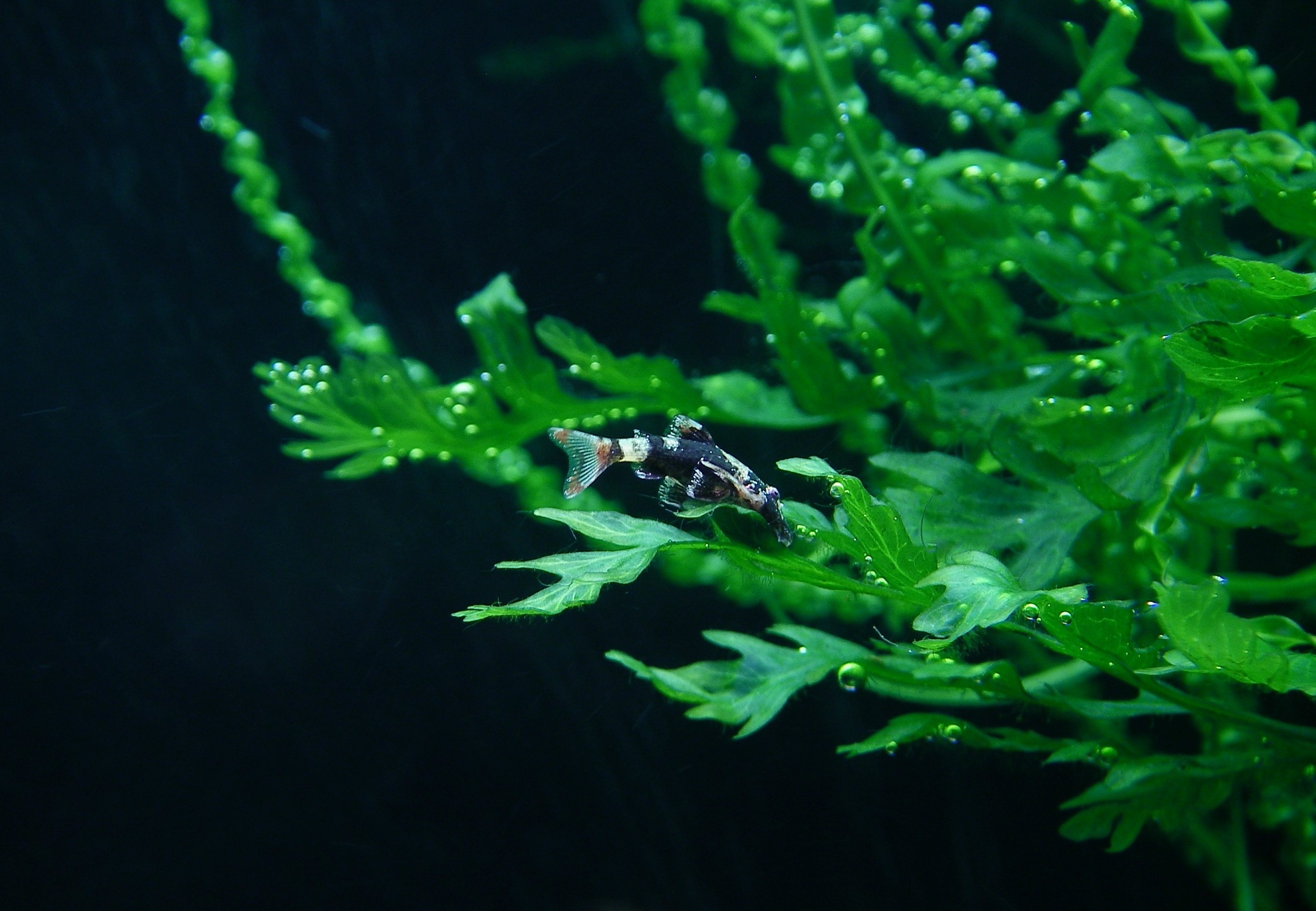 Parotocinclus sp. Peru (17)