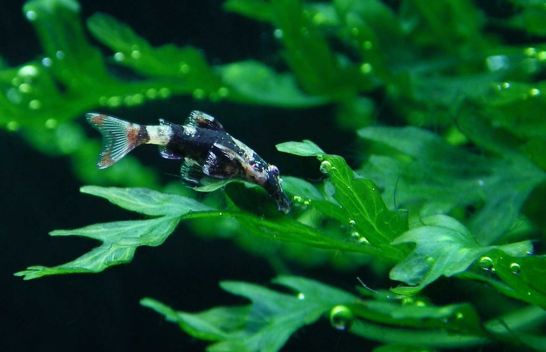 Parotocinclus sp. Peru (19)