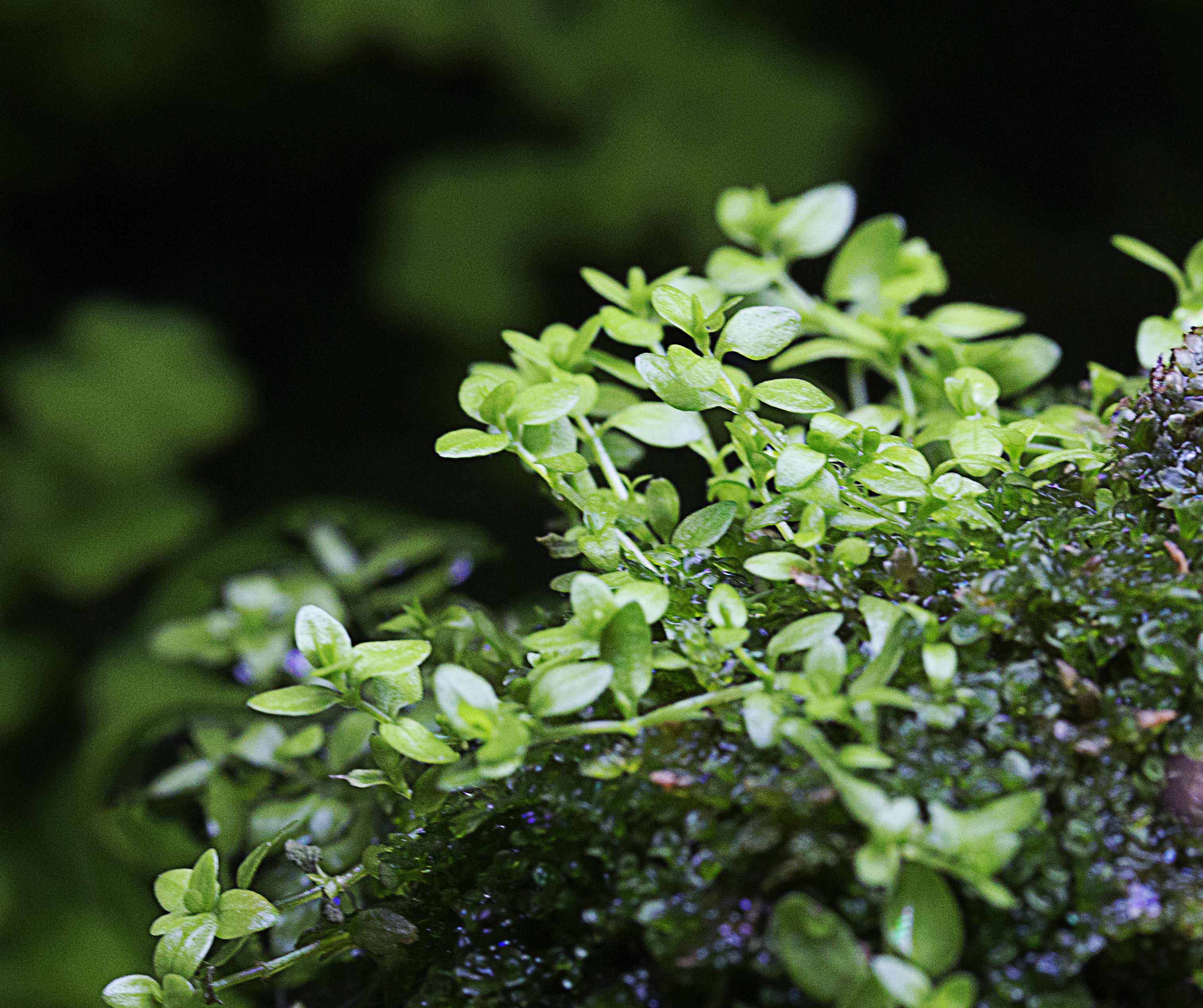 pearlweed in weeping moss 3