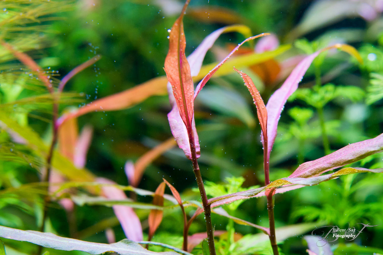 Persicaria sp. 'Kawagoeanum'