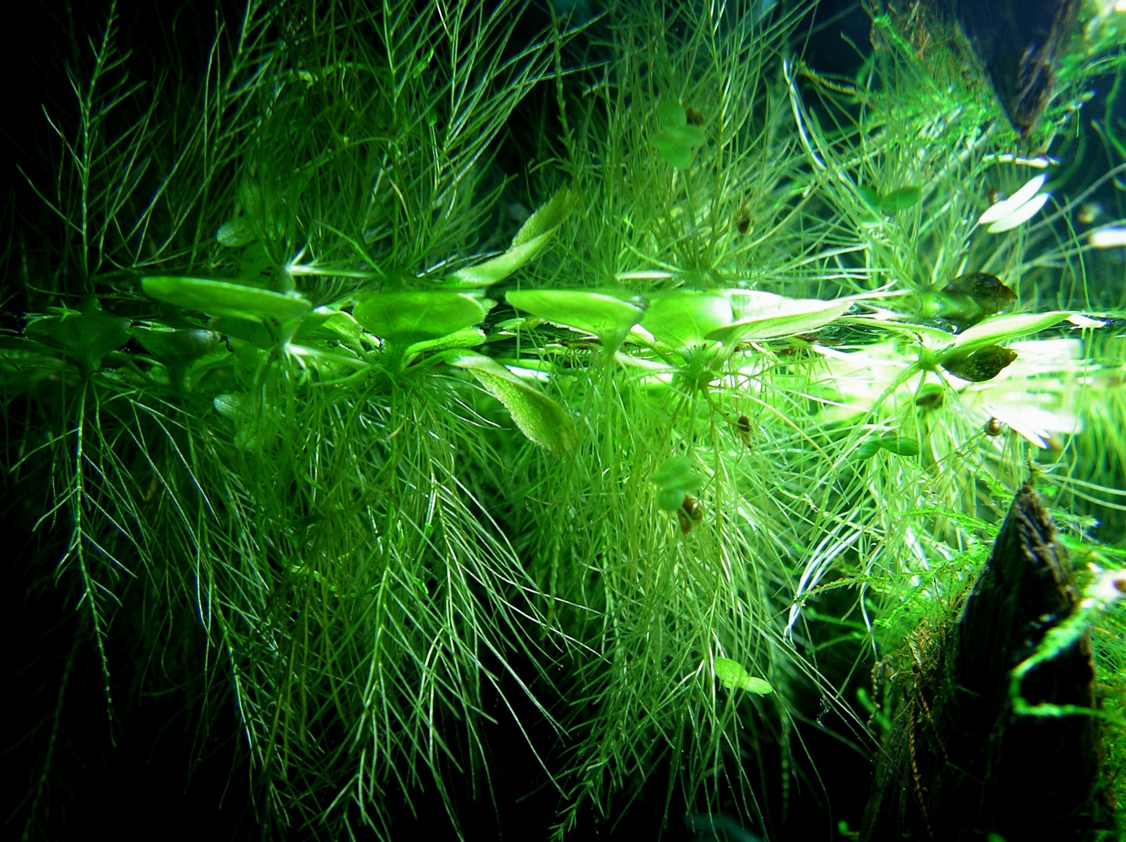 Pistia stratiotes