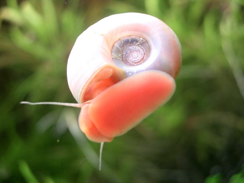 Planorbarius Corneus Sp. Rosa