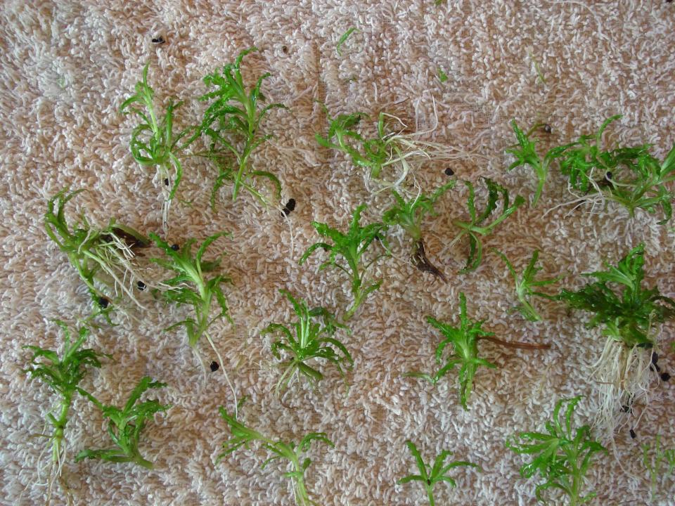 Pogostemon Helferi, 18st