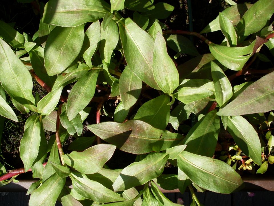 Polygonum Spec. Singapur