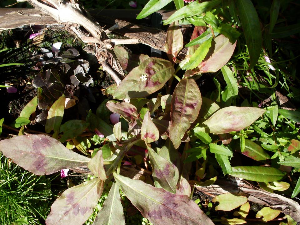 Polygonum Spec. Thailand