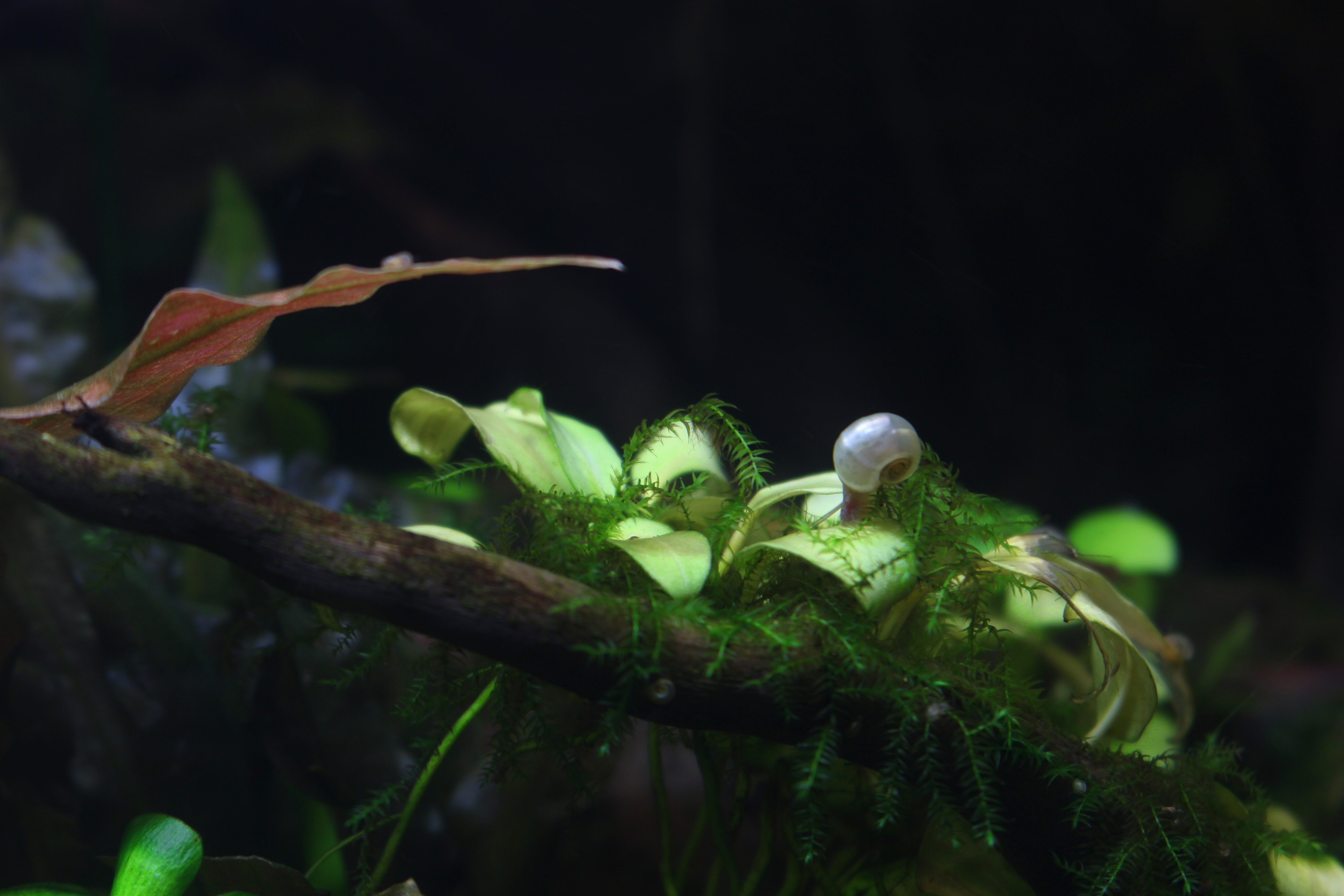 Posthornschnecke auf Anubias