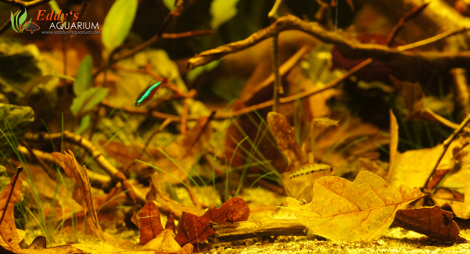 &quot;Blackwater&quot; April 2016 | www.eddys-aquarium.de