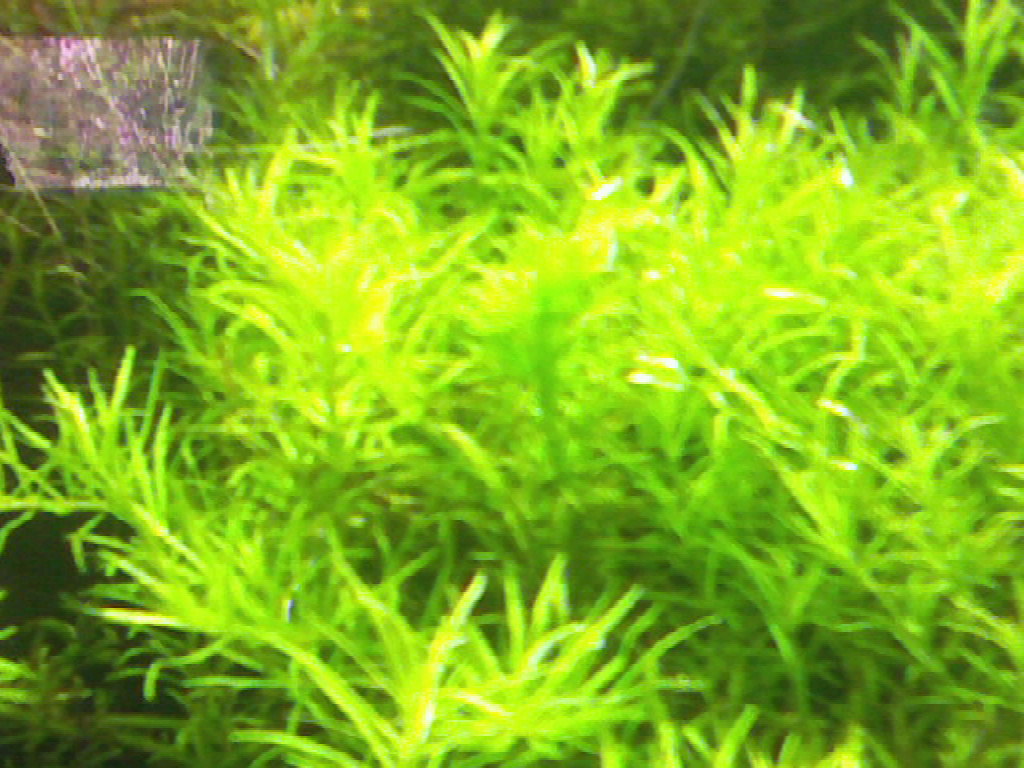 &quot;rotala Boschii&quot; - 001