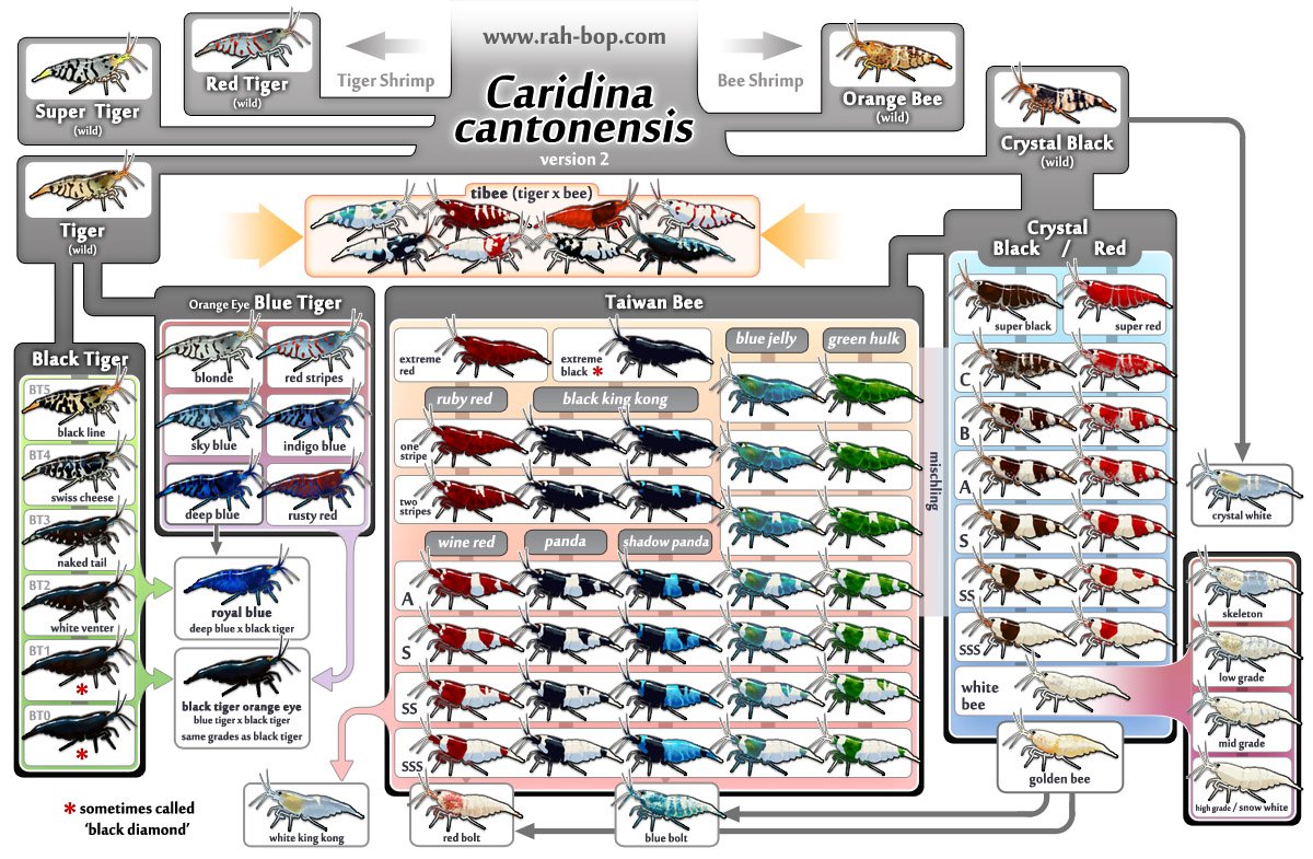 rah-bop shrimp family tree