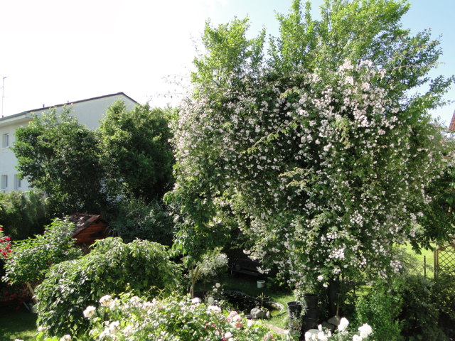 Rambler Paul's Himalayan Musk