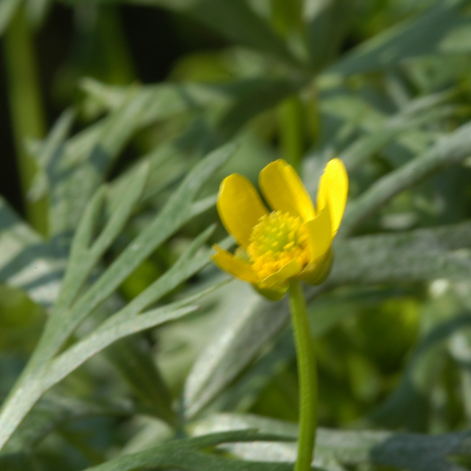 Ranunculus Inundatus - 002