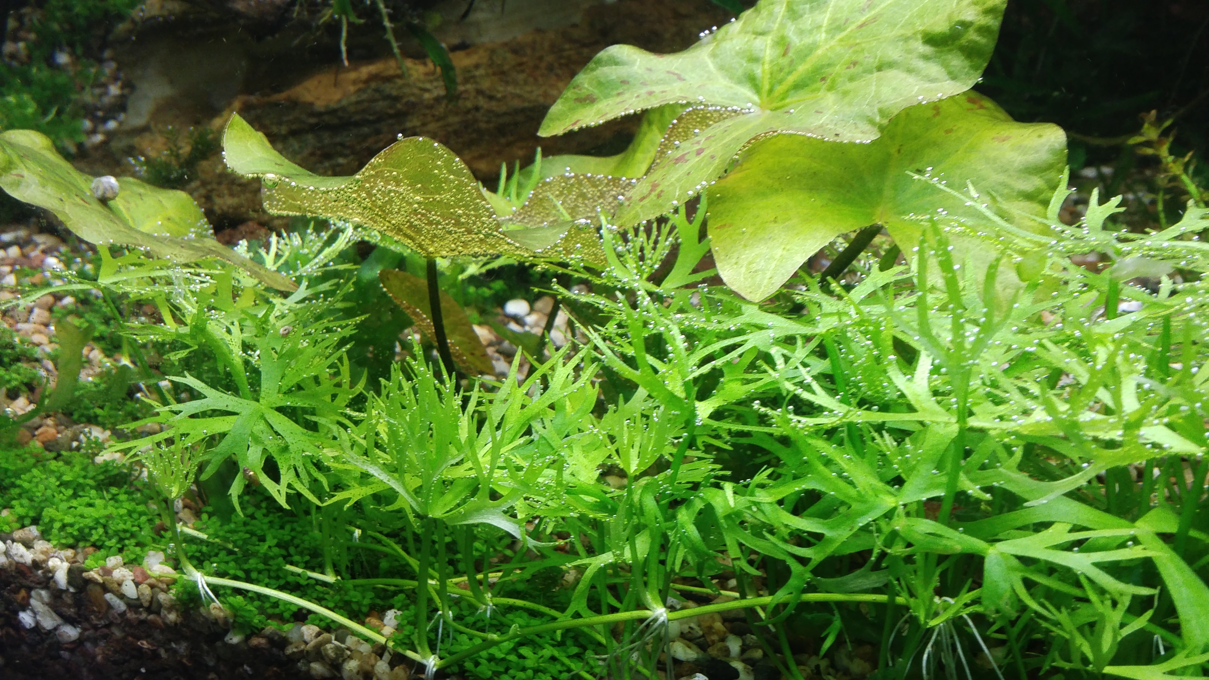 Ranunculus inundatus.