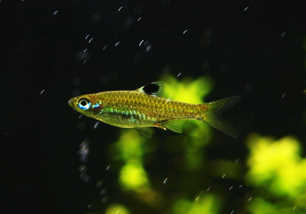 Rasbora dorsiocellata macrophthalma