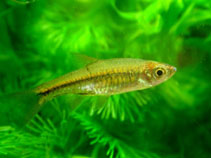 Rasbora Vulcanus, Fishbase.org