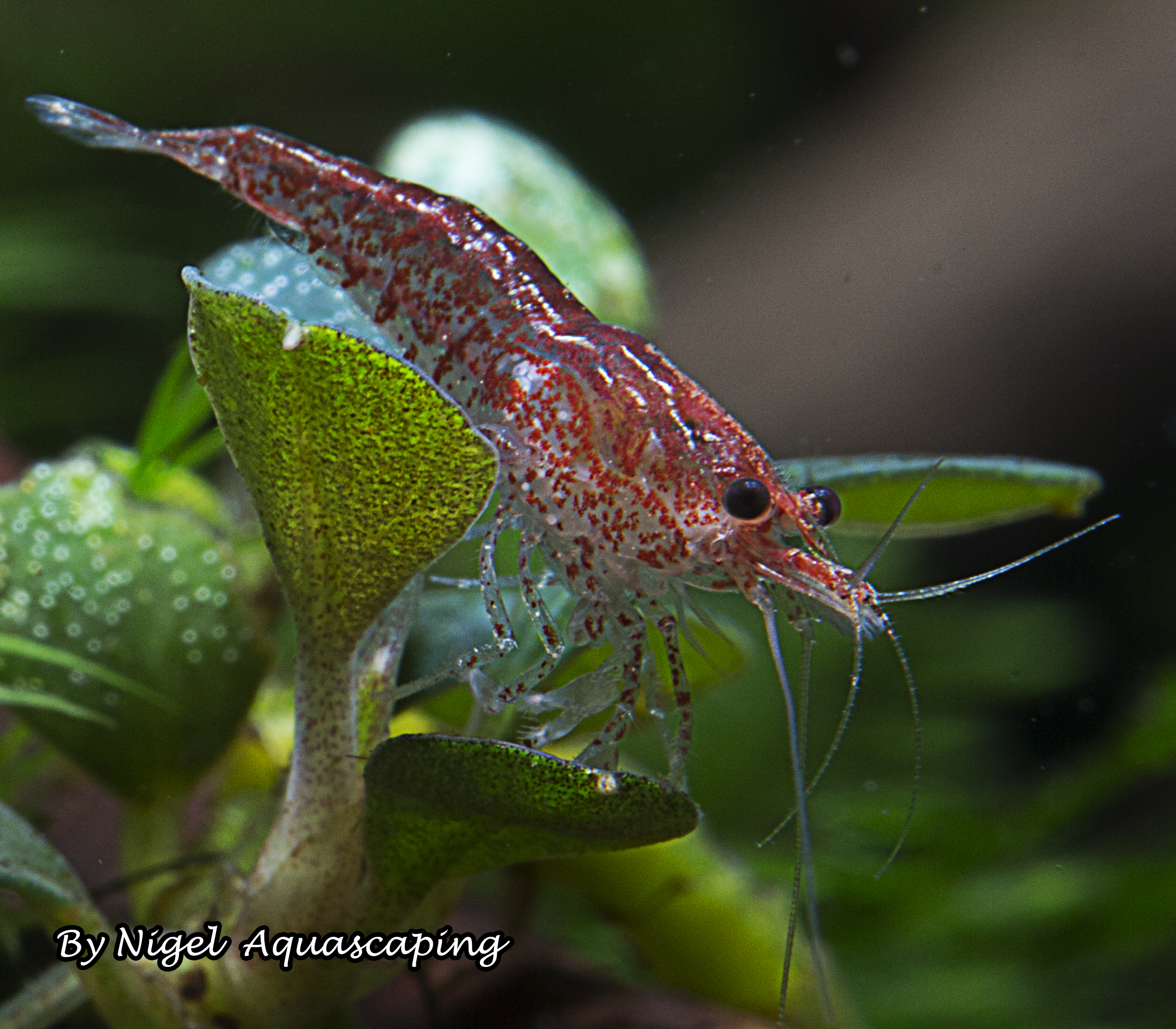 red cherry shrimp by nigel aquascaping