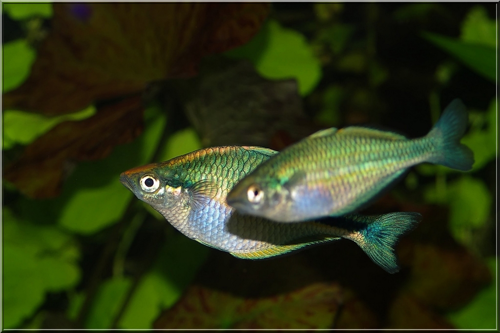 Regenbogenfisch blue gross