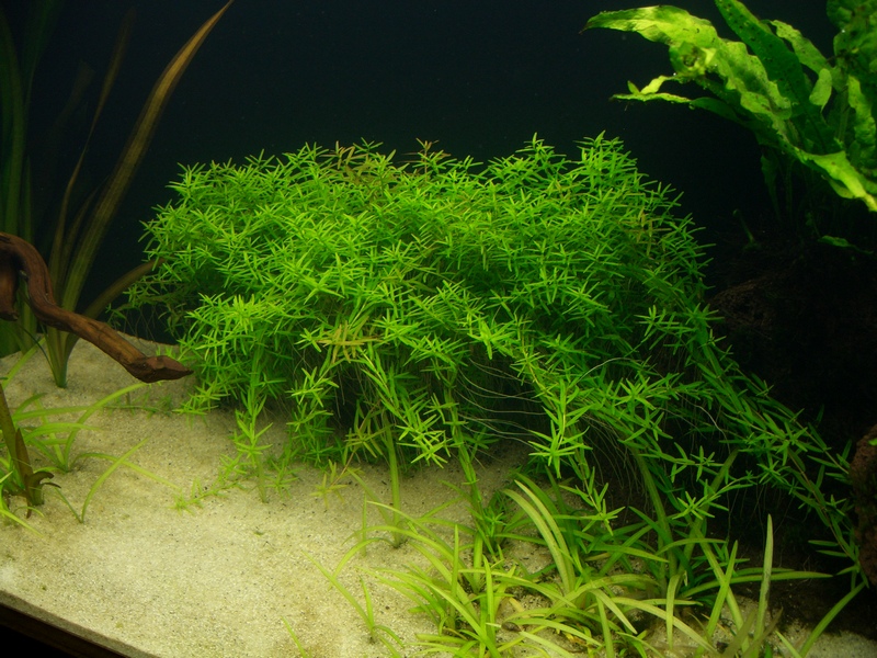 Rotala 03