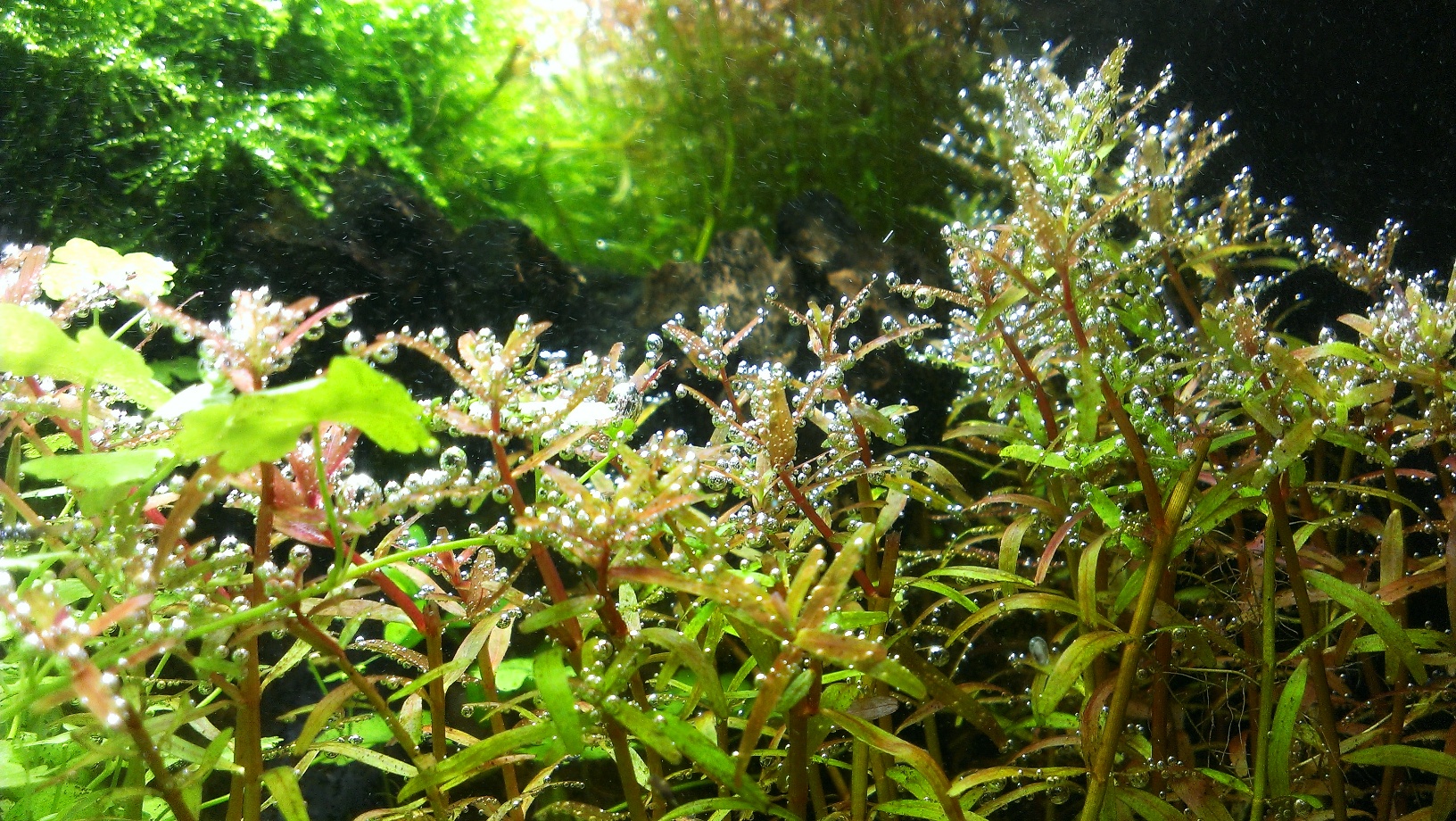 Rotala 1 Assimilation