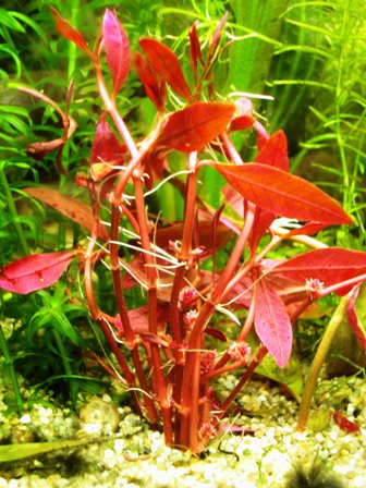 Rotala 1