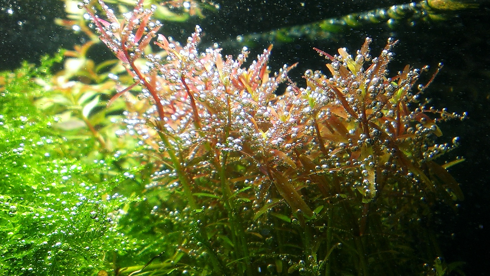 Rotala 2 Assimilation